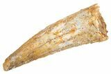 Fossil Spinosaurus Tooth - Real Dinosaur Tooth #305753-1